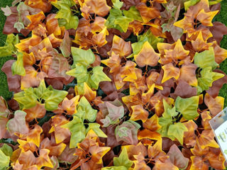 Декоративные зеленые покрытия / фитостена / perete din plante artificiale foto 10