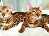 Леопардовые котята. Шикарные Бенгалы.  Bengal. foto 1