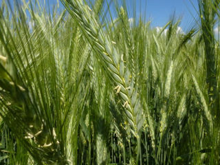 Seminte De Triticale foto 4