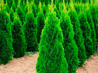 Leylandii Goldraider plante decorative foto 3