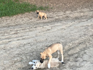 Vind Caței Rasa Kangal foto 3