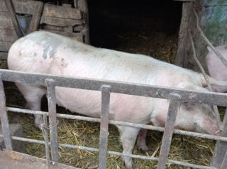 Vindem porci crescuți in condiții de casă 150kg şi de 120