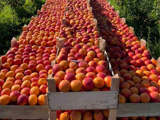 Pomi fructiferi !Cais ( abricos ) , păr ( prăsad ) , vișin , persic , prun ( perj ) ... foto 4