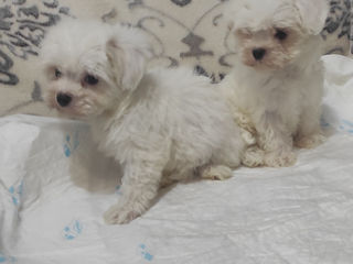 Щенки мальтийской болонки (bichon maltese) foto 5