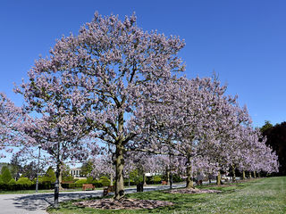 paulownia tomentosa foto 6