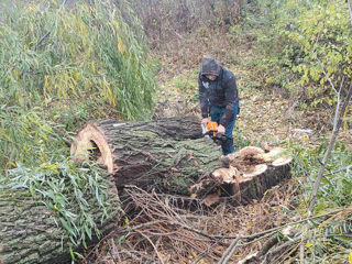 Servicii de defrișări copaci!!! foto 6