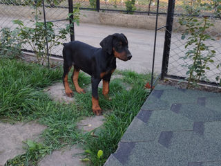 Spre vînzare căţei de rasa Doberman foto 8