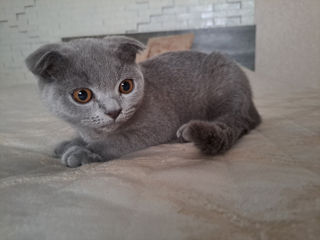 Scottish fold foto 2