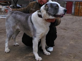 Опытный кобель с накоплением кровей Келара,Шункара и других знаменитых собак познакомится с сучкой foto 1