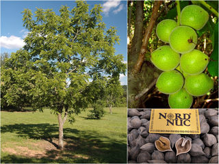 Орех сердцевидный (Juglans cordiformis Max.) foto 1