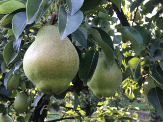 Pomi fructiferi ! Păr ( prăsad ) ,  vișin , cais ( abricos ) , persic , prun ( perj ) ... foto 5