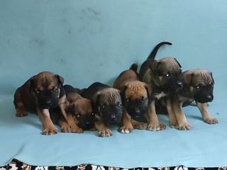 Cane corso  foto 0
