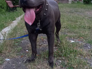 Pitbul blue nose XL foto 2