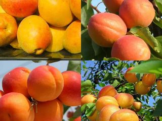 Pomi fructiferi     - cais ( abricos )  , vișin  ,  prun , persic ,  prăsad ,  migdal  ...