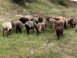 Cumpar cirlani oi berbeci capre tapi si iezi toata moldova ! . la cîntar ! foto 3