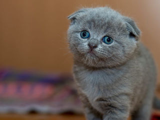 British shorthair