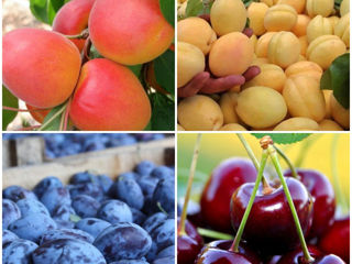 Pomi fructiferi -  cais ( abricos ) ,   prun ( perj ) , păr ( prăsad ) , vișin , persic ...
