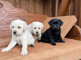 Labrador Retriever