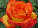 Продается кусти роз.разние  сорта.цена договорная foto 5