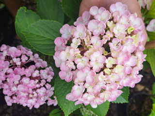 Hortensia foto 4