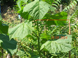 Paulownia Tomentosa: seminte - ieftin! foto 6