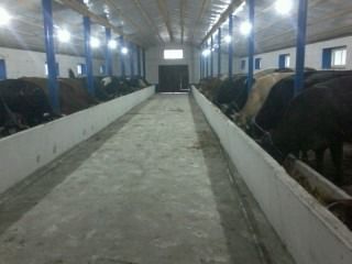 Vind ferma noua pentru 50 de vaci mulgatoare foto 6