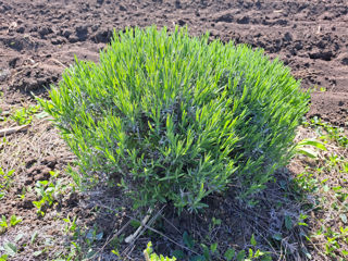 Lavanda foto 2