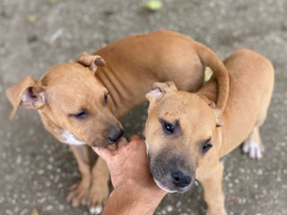 Vind catelusi American Staffordshire Terrier foto 4