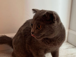 Scottish Fold foto 2