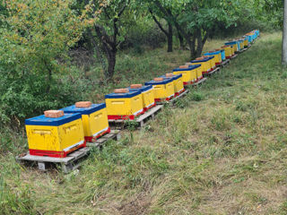 Vindem miere de salchim 500 de lei borcanu de 3 litre si de floarea soarelui 270 borcanu de 3 litre