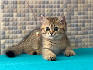 British shorthair golden tabby ,female . foto 6