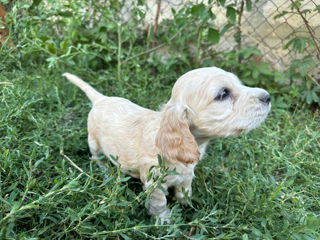 Coker spaniel foto 8