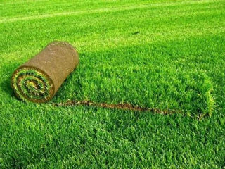 Семена газонной трава Turfline Ornamental foto 3