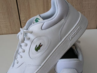 Lacoste 43