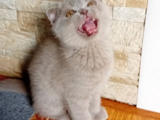 Femele pisicuțe scottish fold foto 3