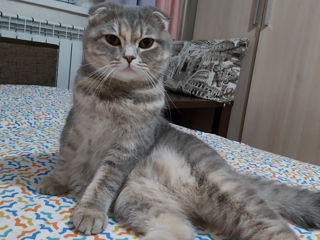 Pisică Scottish fold foto 2