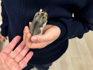 Хомячок джунгарик / hamster foto 1