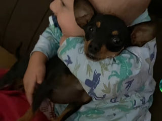 Cățeluși de buzunar! foto 1