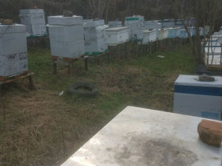 Продаю пчелосемьи 150 лей рамка. г. Рышканы