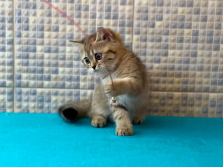 British shorthair golden tabby ,female . foto 8