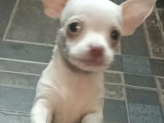 Urgent mini Chihuahua foto 3