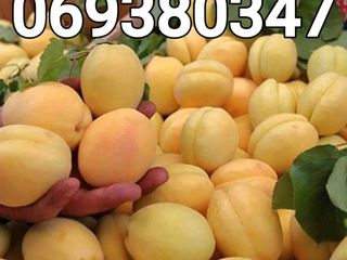 Pomi fructiferi -cais (abrikos ) Nadejda - Ananasnii ,,Limoncă , .Farbaly , Big Red  , Pinkot    ... foto 2