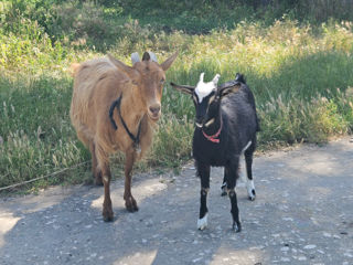 Capre foto 2