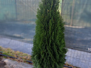 Thuja occidentalis foto 2