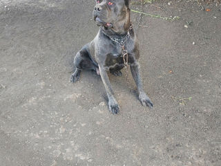 Vînd Cane Corso foto 4