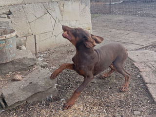 Cățele de Doberman/доберман foto 2