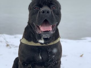 Cane Corso