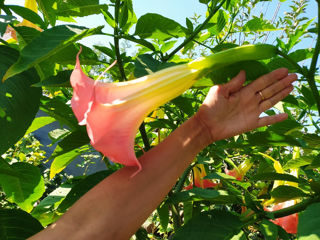 Бругмансия ароматная.( Brugmansia suaveolens) Труба ангела.(Граммофон цветок) Бругмансия душистая..