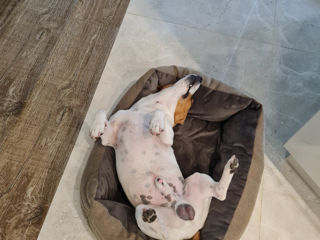 Jack Russell Terrier,  baiat 4 ani foto 3