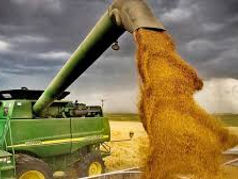 Colectăm și transportăm produse cerealiere: grâu, rapiță, orz